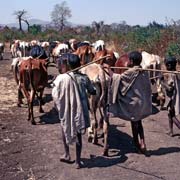 Herding cattle