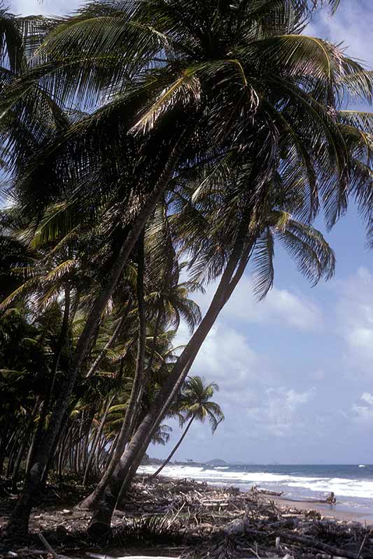 Beach near Pearls