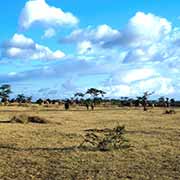 Turkana village