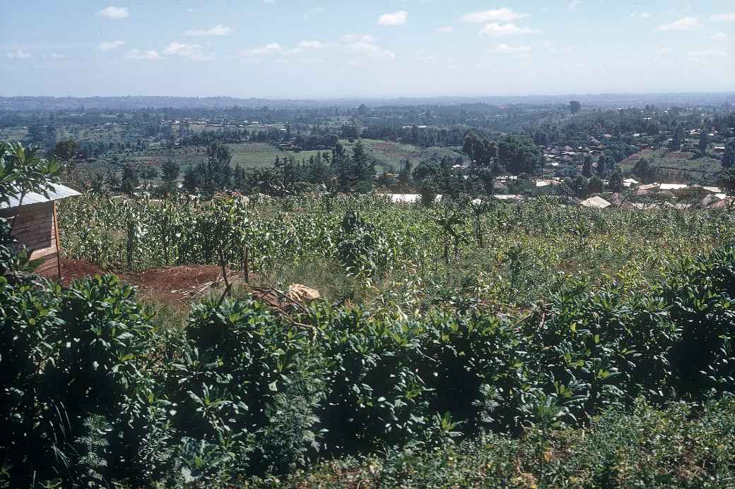 Landscape near Limuru