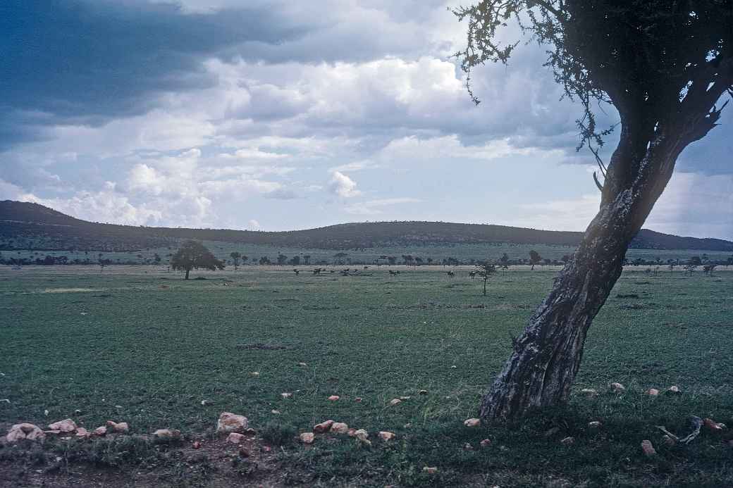 Maasai Mara National Reserve