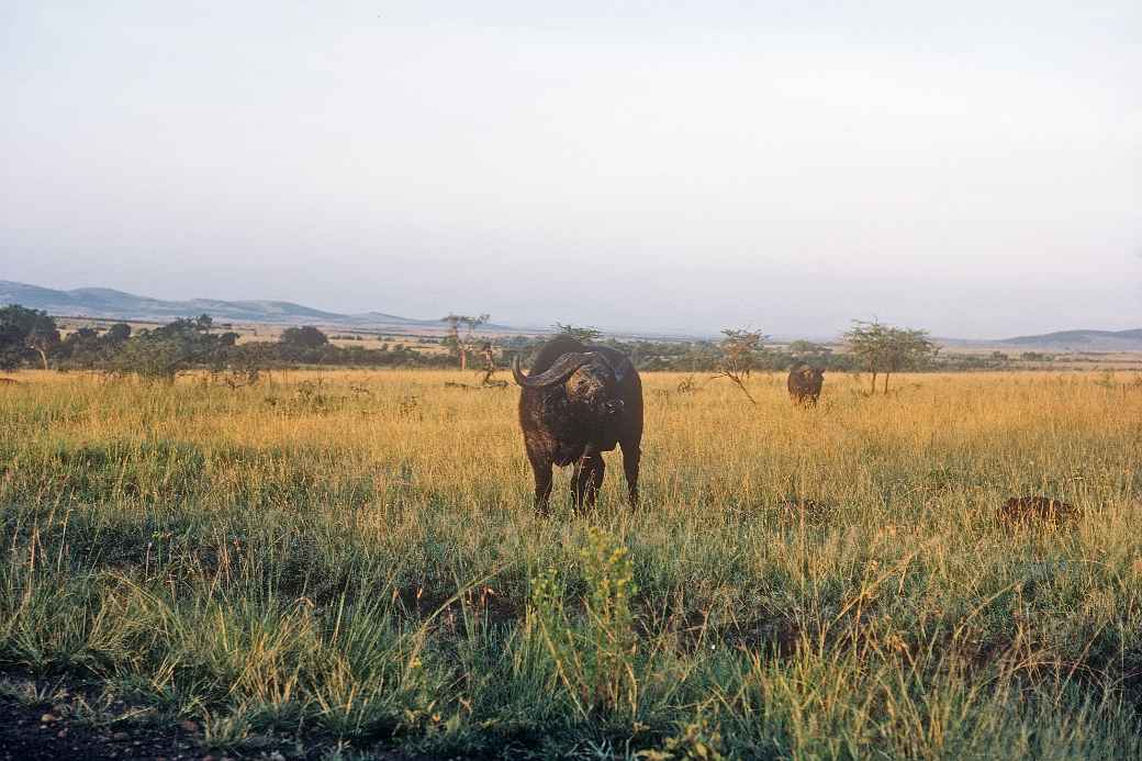 African buffalo