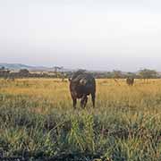 African buffalo