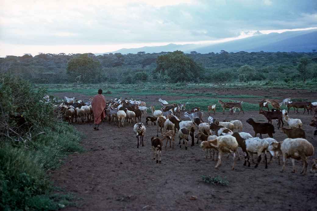 Boy with goats