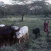 Taking cattle back