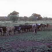 Boy with cattle