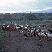 Boy with goats