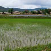 Rice fields, Hahoe