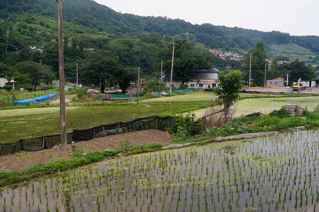 Rice fields, Hapcheong