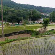 Rice fields, Hapcheong