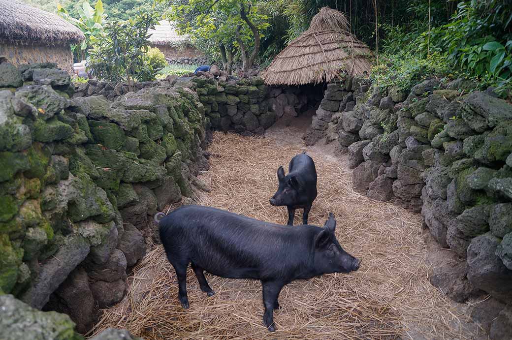 Jeju black pigs