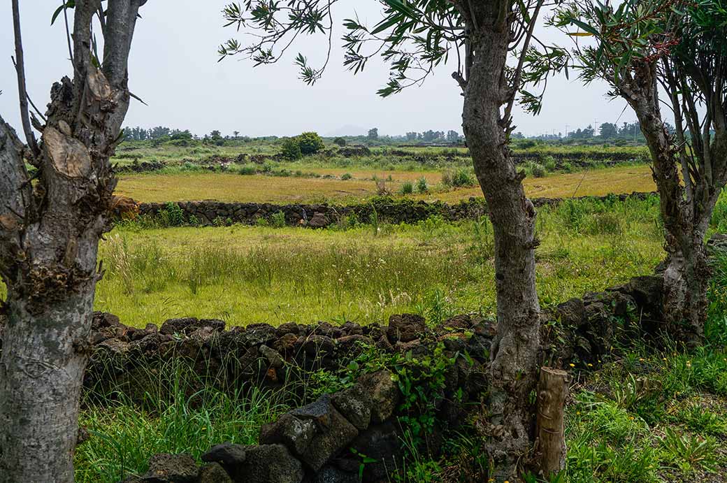 Farmer's fields