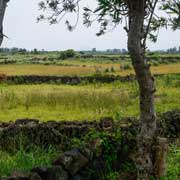 Farmer's fields