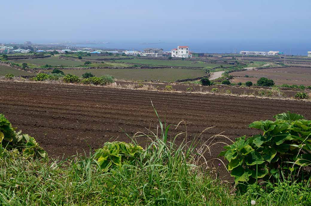 Farmer's fields