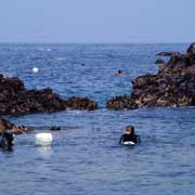 Haenyeo in the water