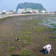 Looking for shellfish