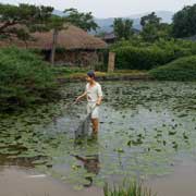 Lotus pond in Nagan