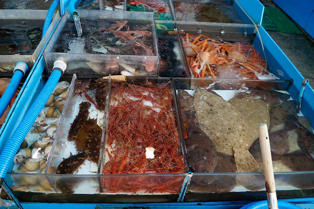 Assortment of seafood