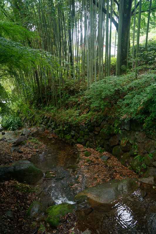 Bamboo forest