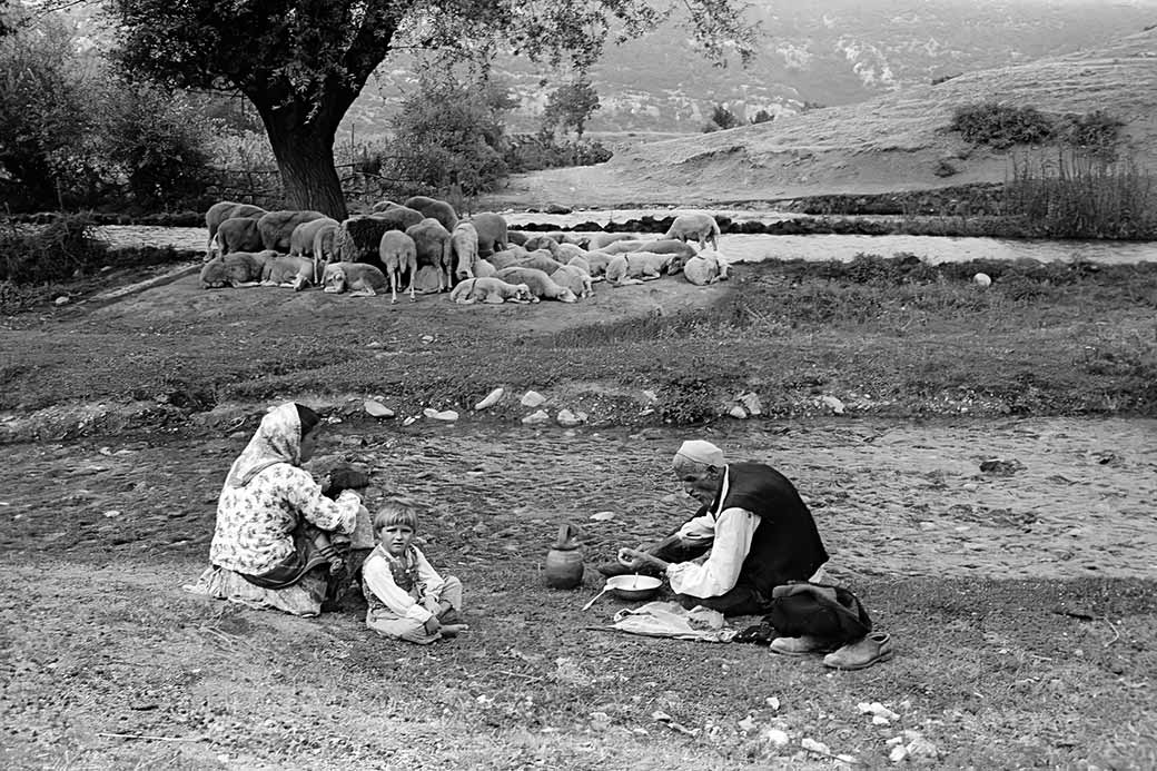 Looking after sheep