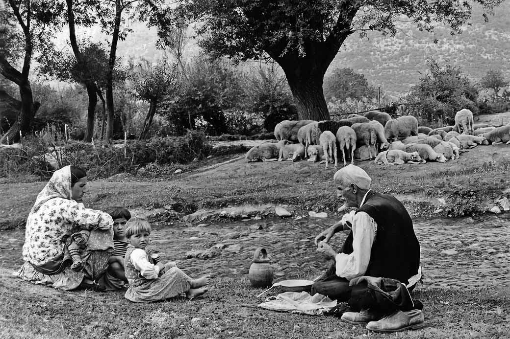 Looking after sheep