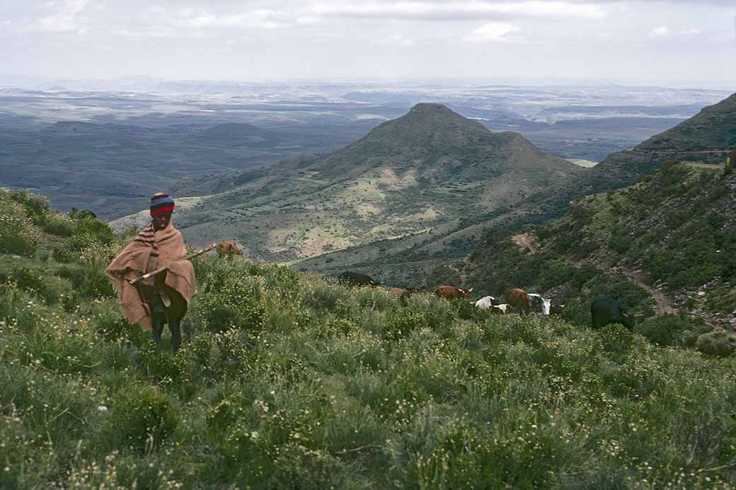 Herd boy