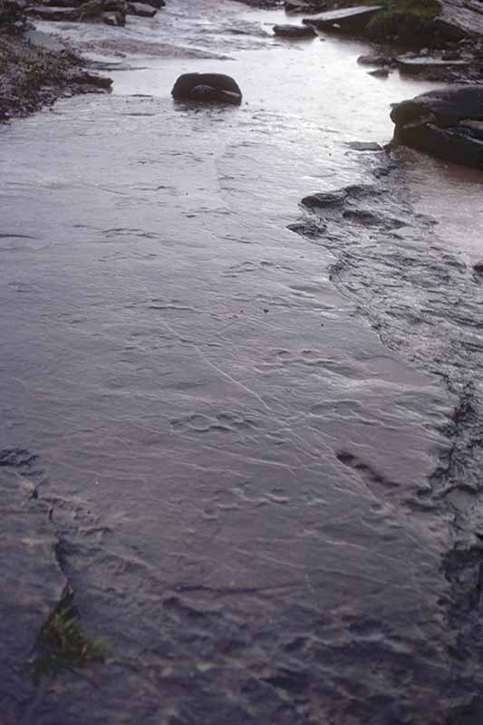 Dinosaur footprints