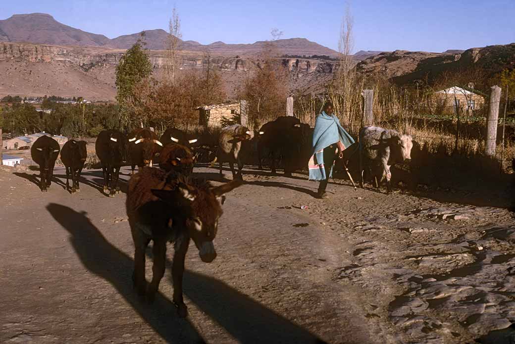 Driving cattle