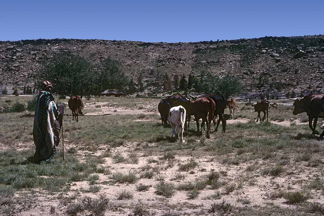 Herding cattle