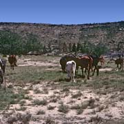 Herding cattle