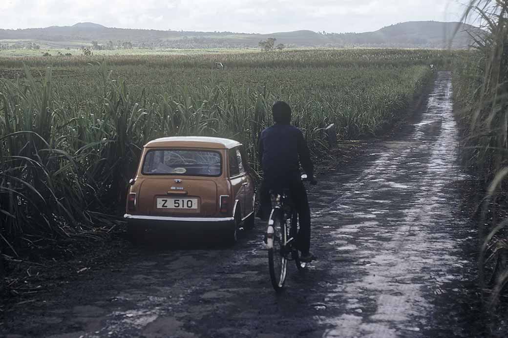 Sugar cane fields, Flacq