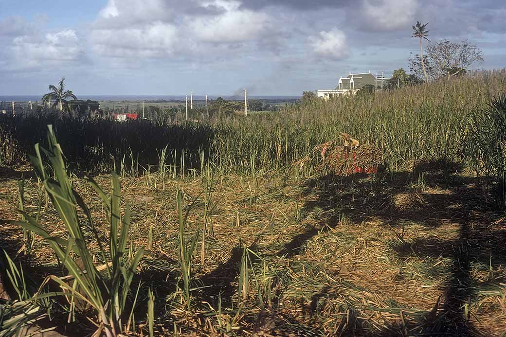 Loading sugar cane, Flacq