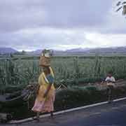 Cane fields, Plaisance