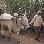 Sugar cane transport, Fond du Sac