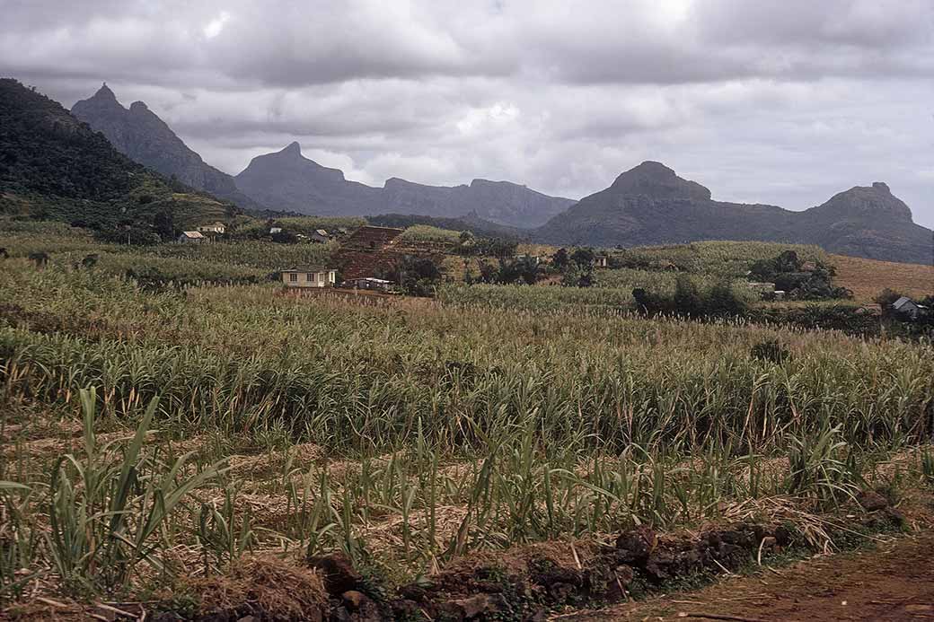 Les Mariannes cane fields