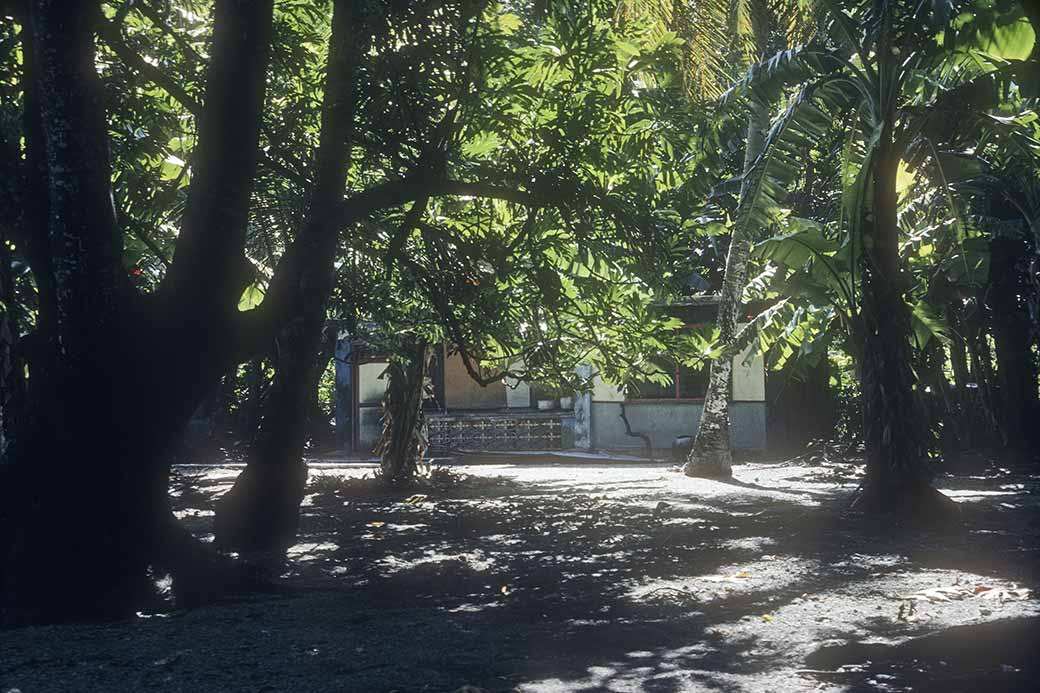 House under the breadfruit trees