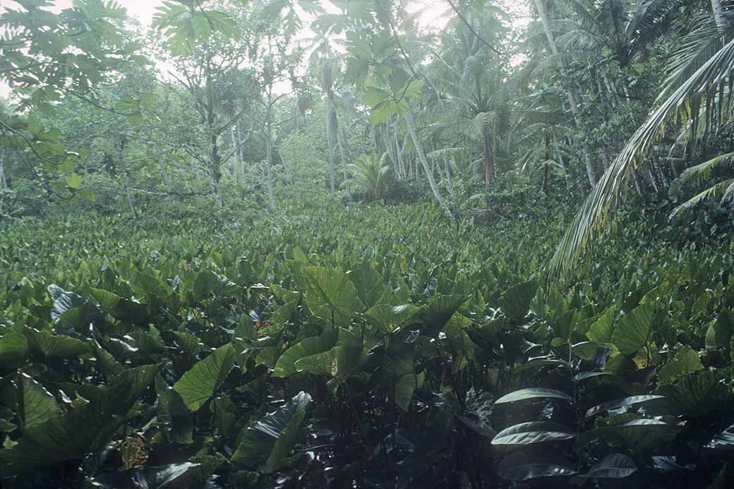 Taro plantation, Nomwin island