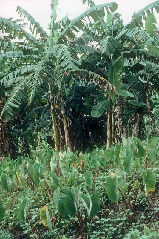 Taro and banana plantation