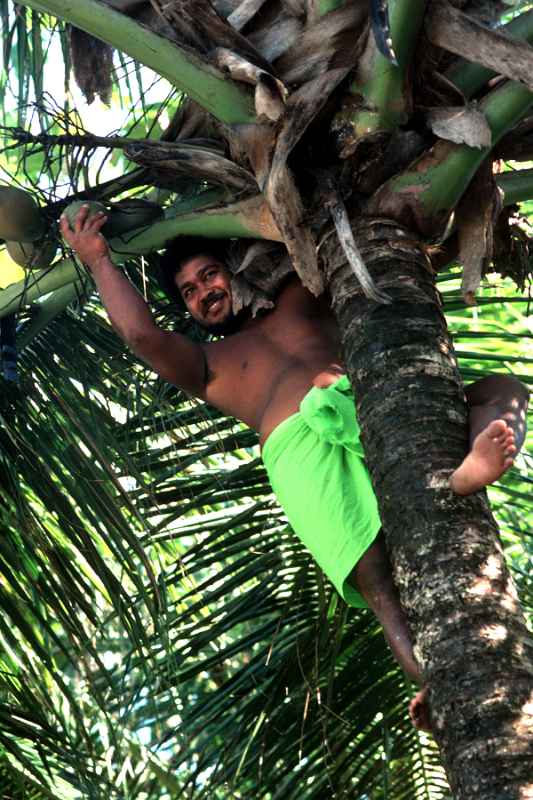 Steve Maras collecting coconuts