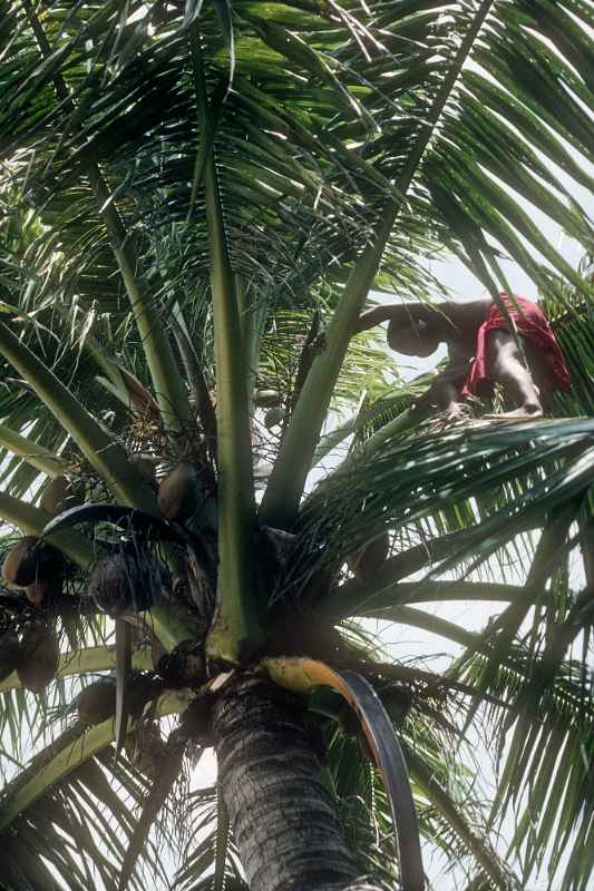 Boy getting coconuts, Onoun