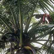 Boy getting coconuts, Onoun