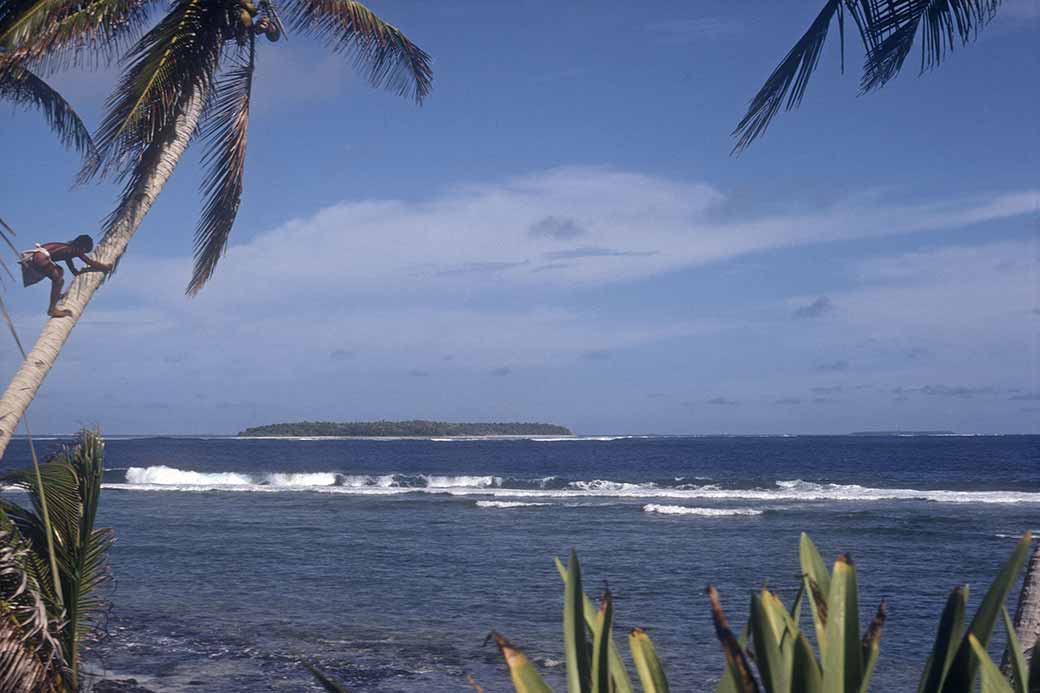 Climbing a coconut palm