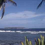 Climbing a coconut palm