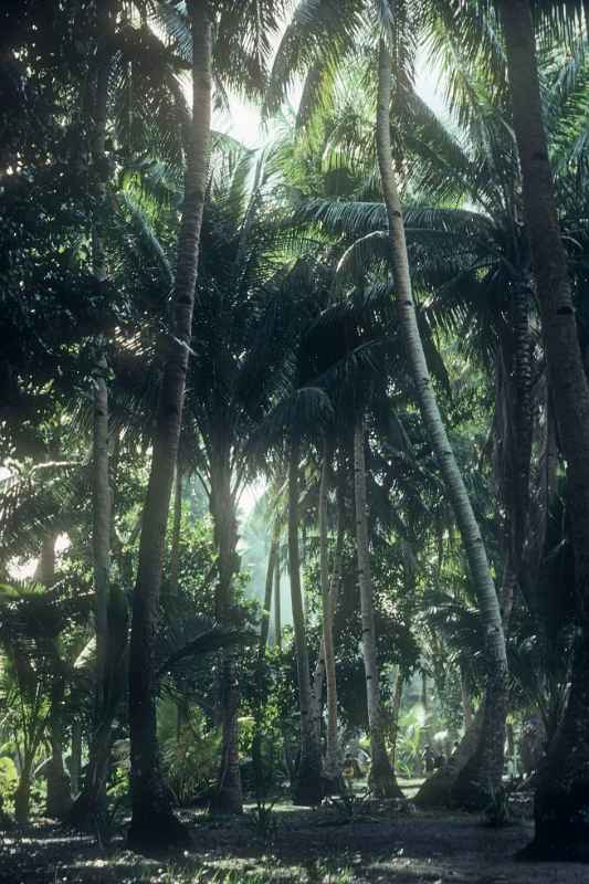 High coconut palms, Woleai