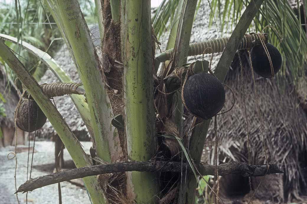 Collecting “faluba”, Satawal