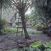 Palm tree with ladder, Lamotrek