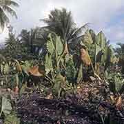 Taro patch, Fais