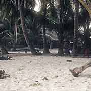 Under the palms, Sorol