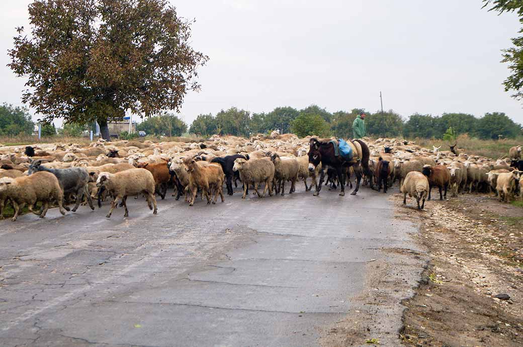 Herder with sheep, Beşalma