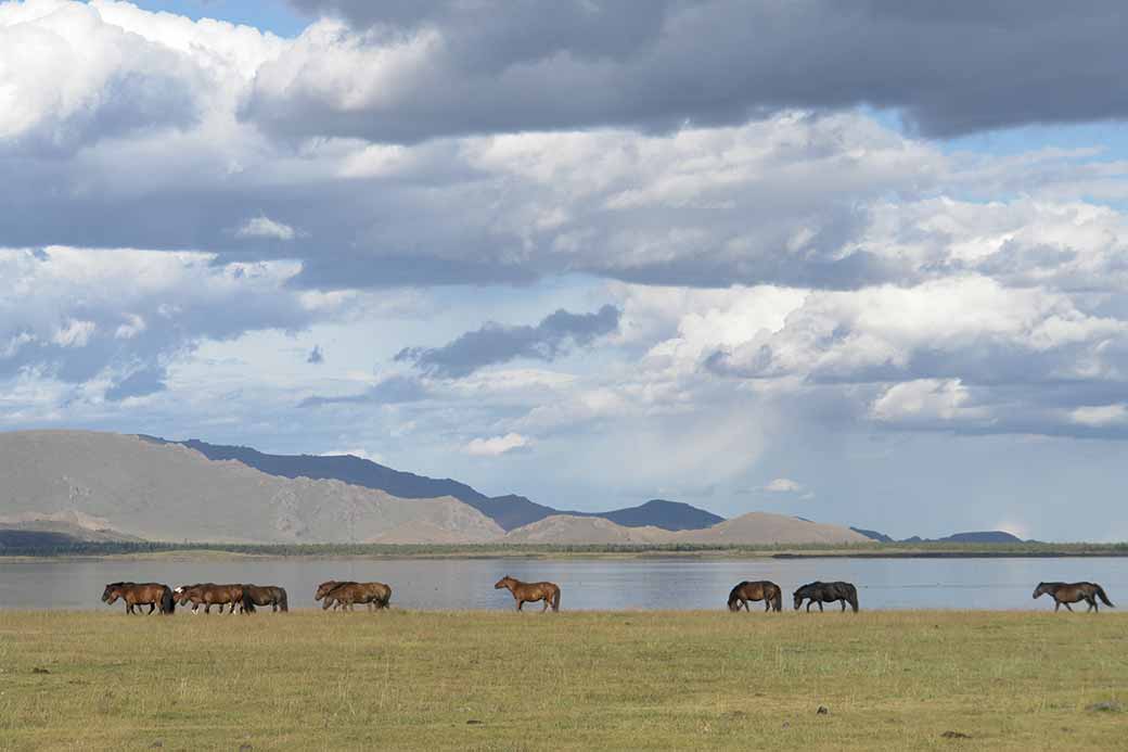 Horses at the lake